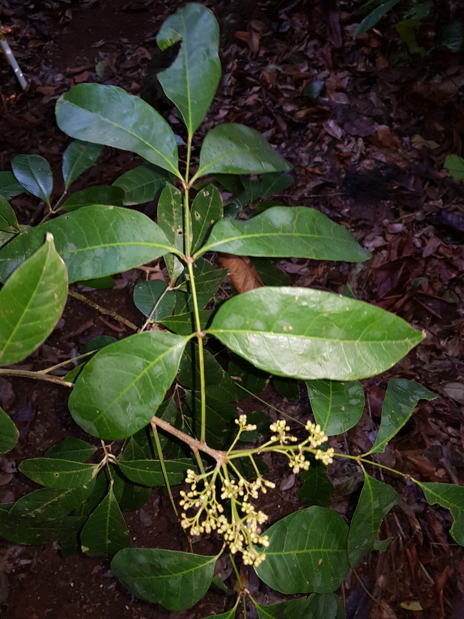 Protium stevensonii Arboretum