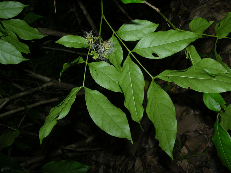 Inga alba (Sw.) Willd.