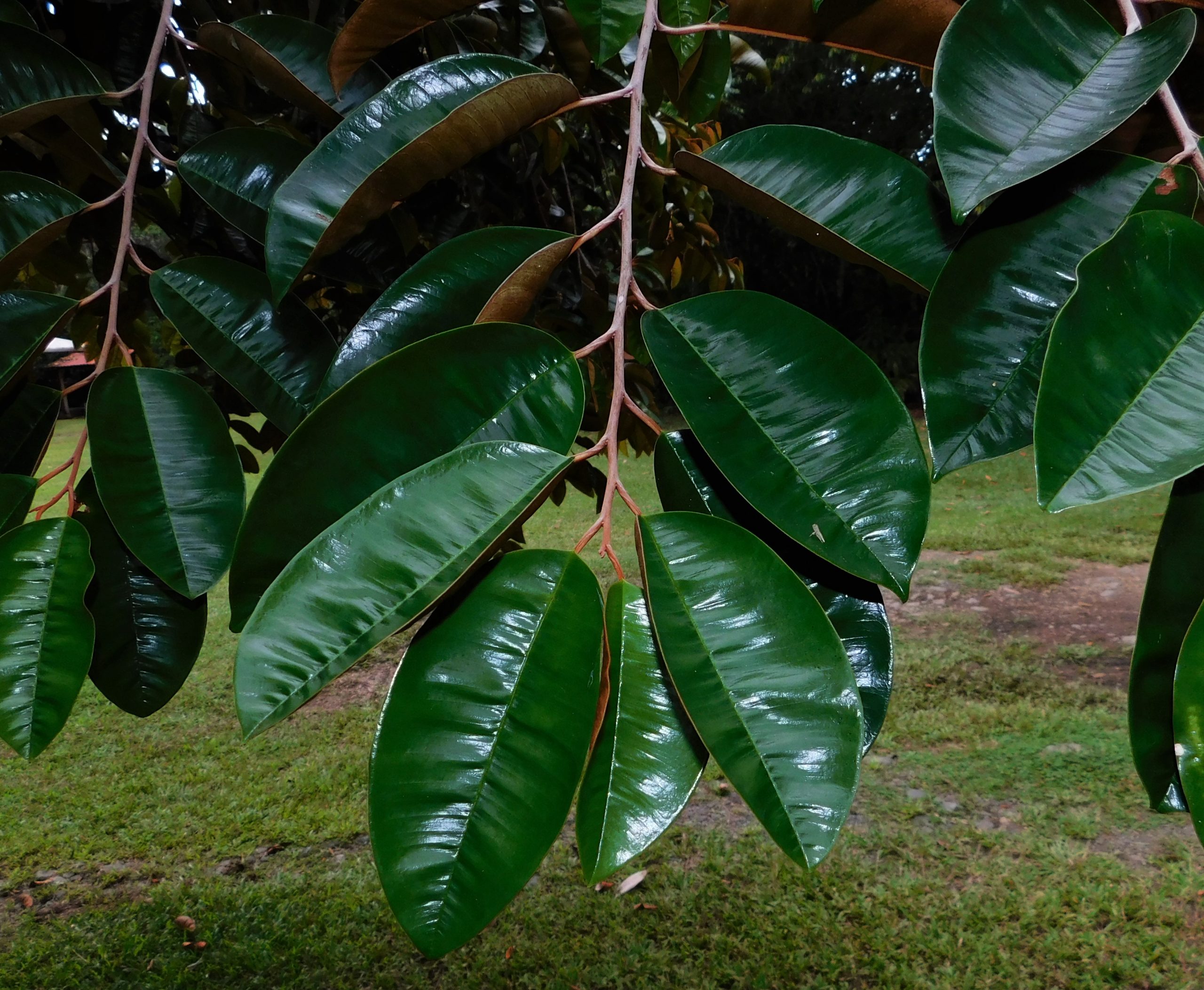 Chrysophyllum cainito - Arboretum